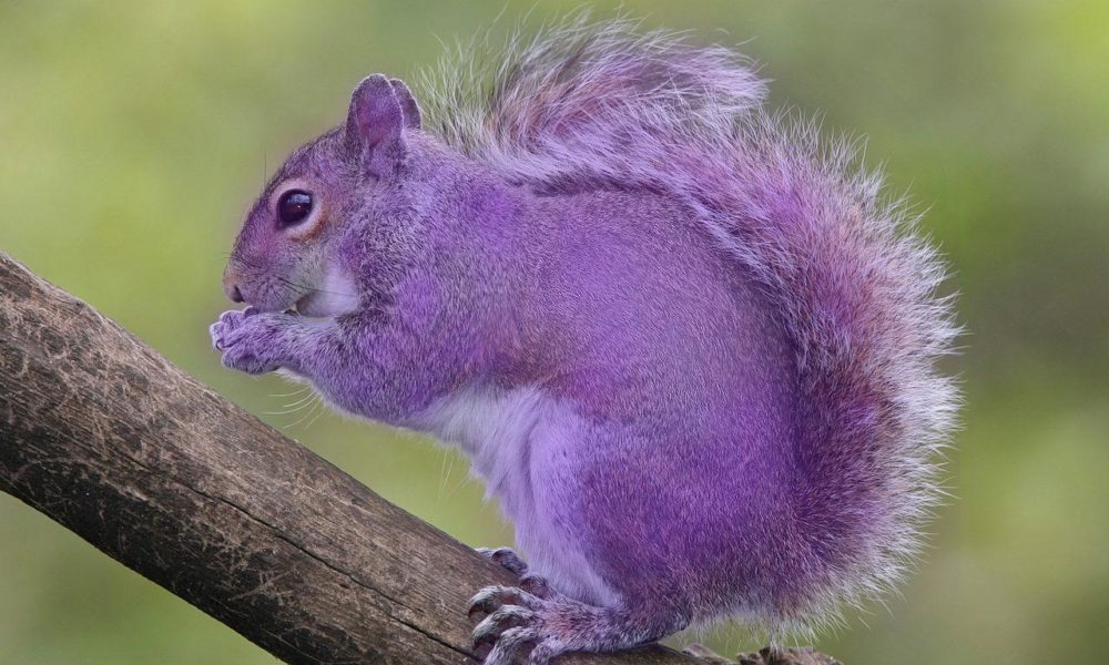 don't hire a purple squirrel
